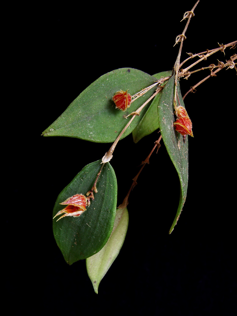 Lepanthes pelvis