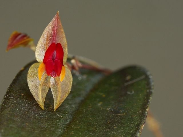 Lepanthes regularis