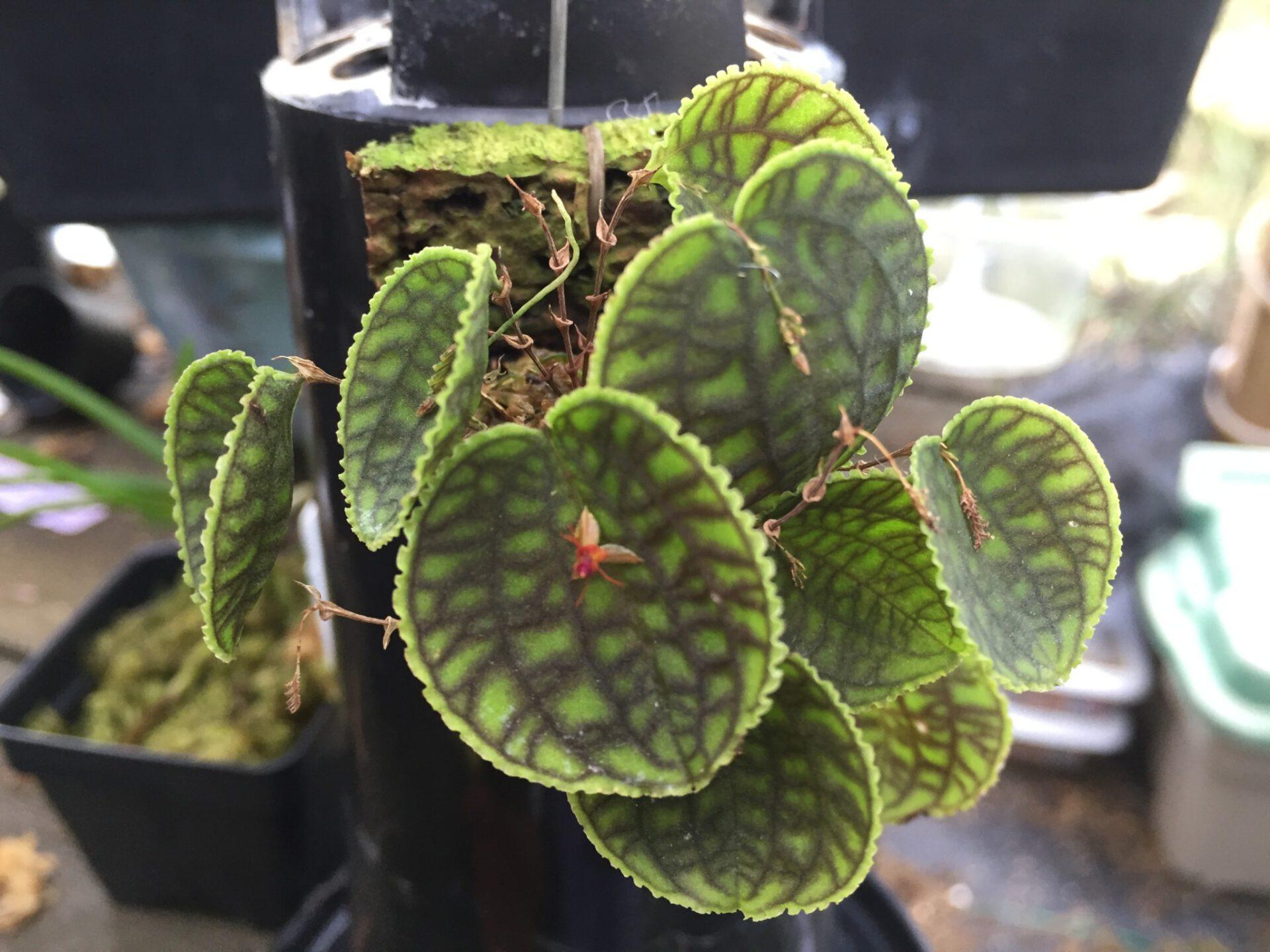 Lepanthes tentacula