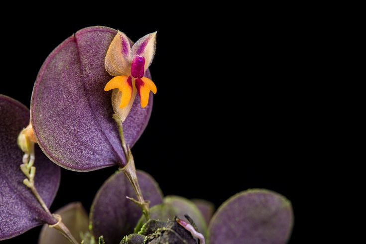Lepanthes uxoria