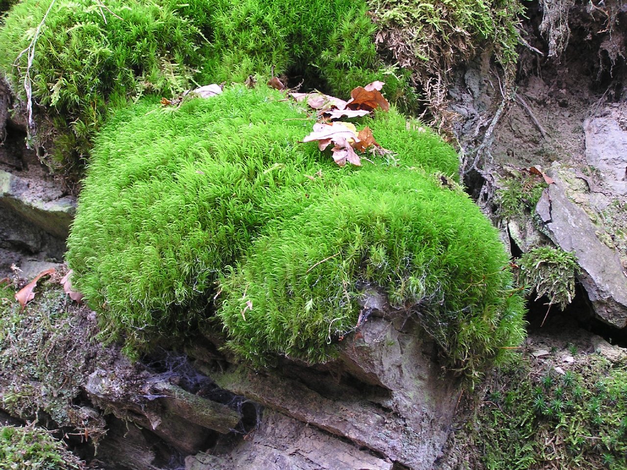 Cushion Moss