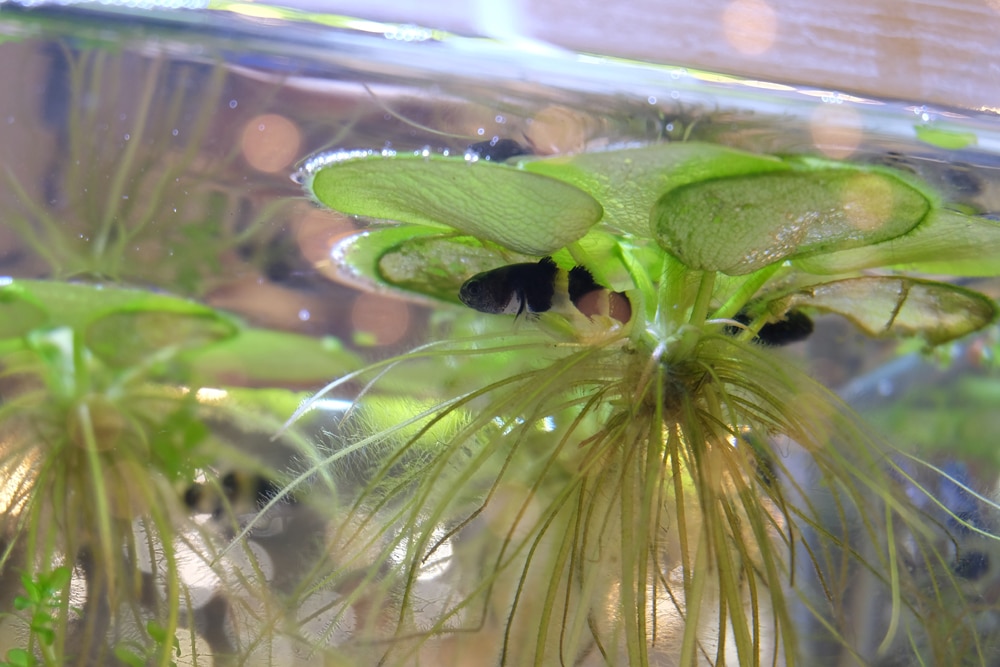 Frogbit