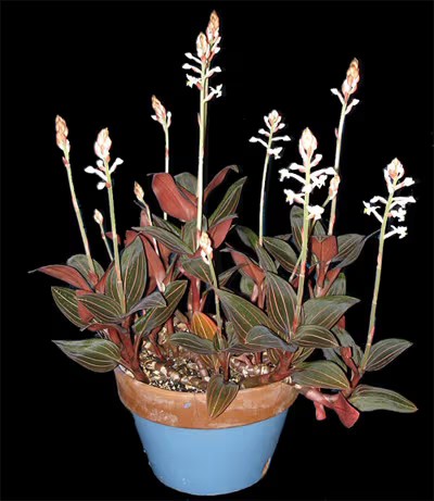 Jewel Orchid