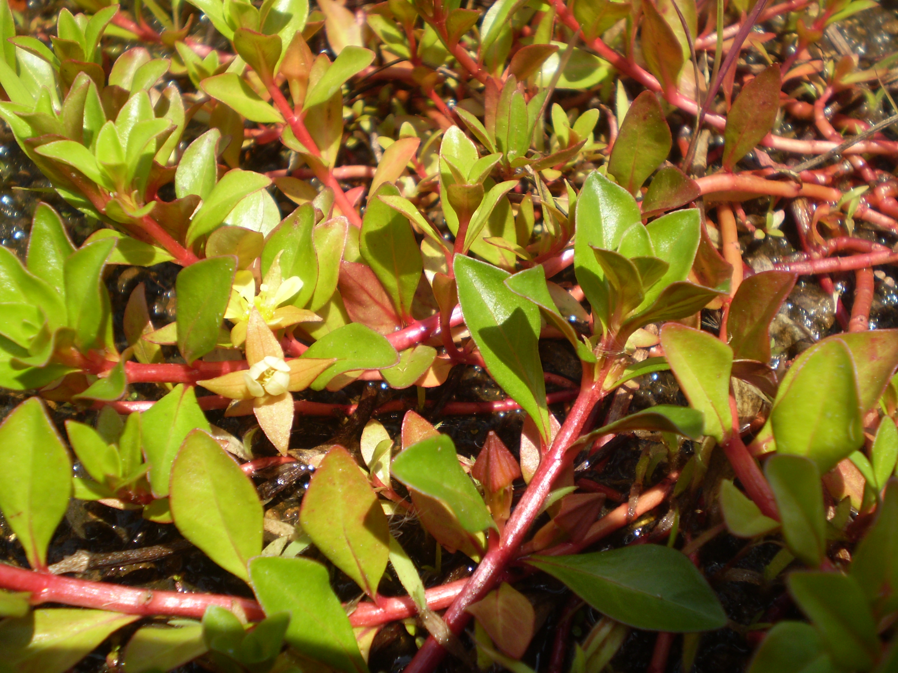Creeping Ludwigia