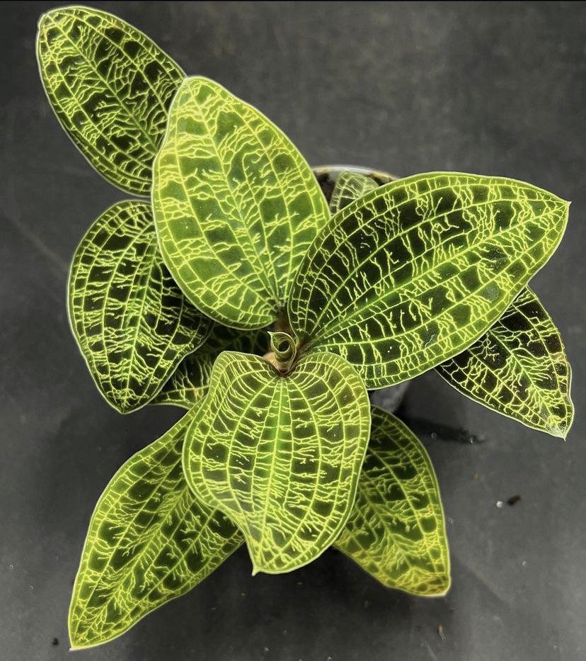 Lightning Jewel Orchid