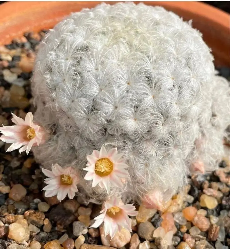 Feather Cactus