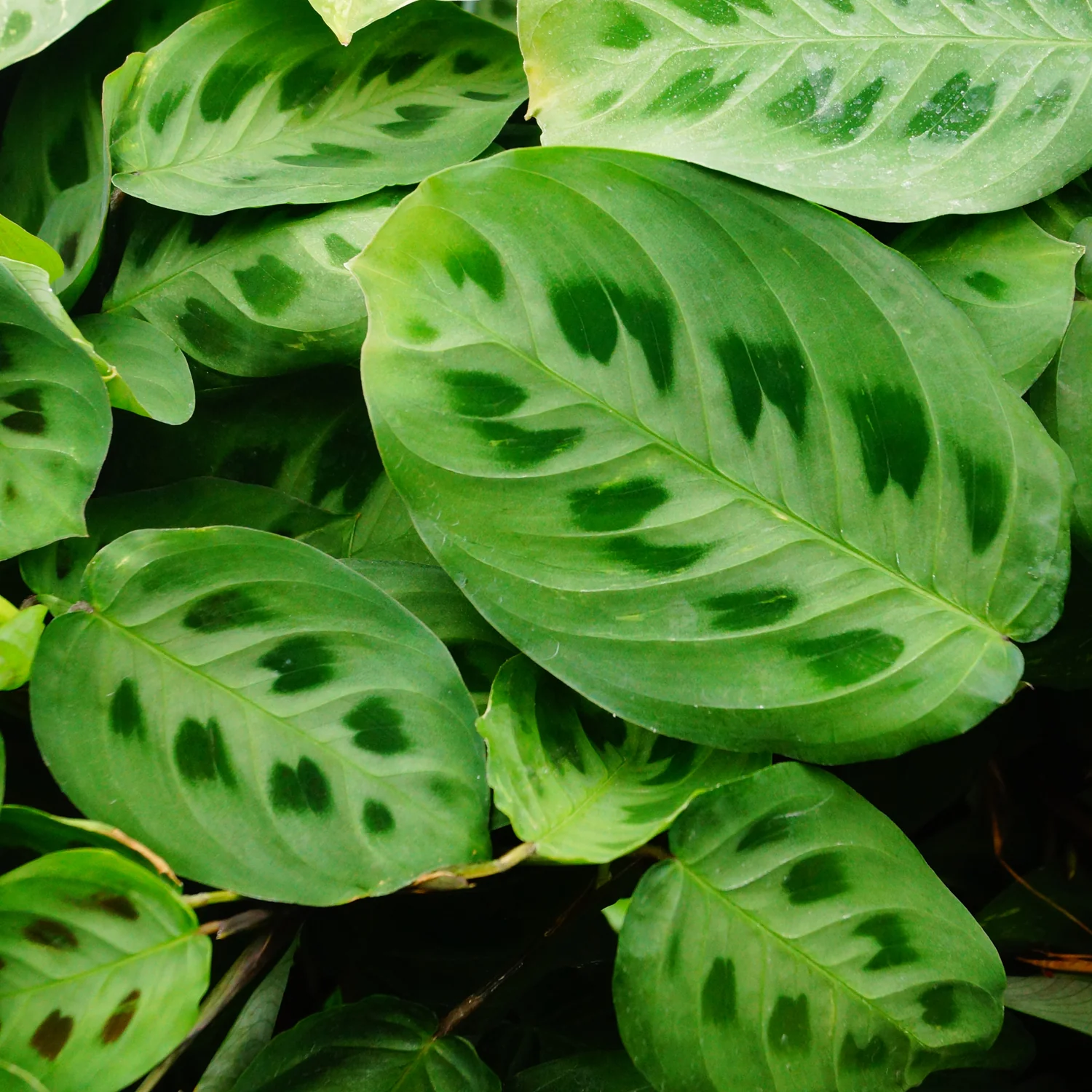 Prayer Plant