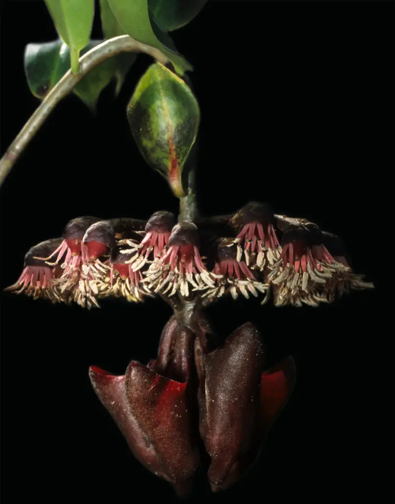 Bat-Pollinated Marcgravia