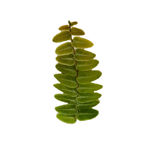 Marcgravia rectiflora