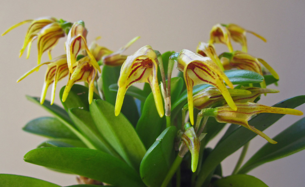Masdevallia garciae