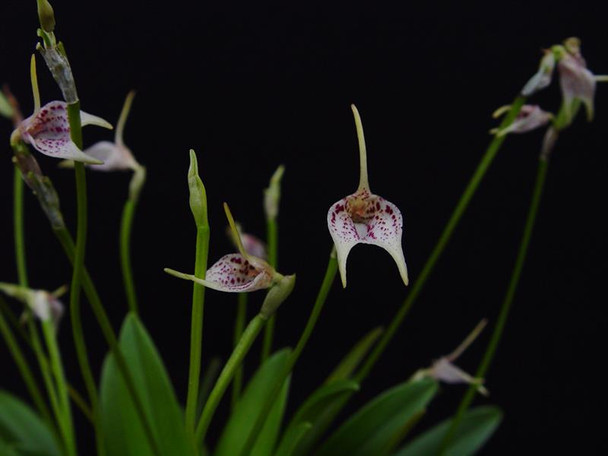 Masdevallia guttulata