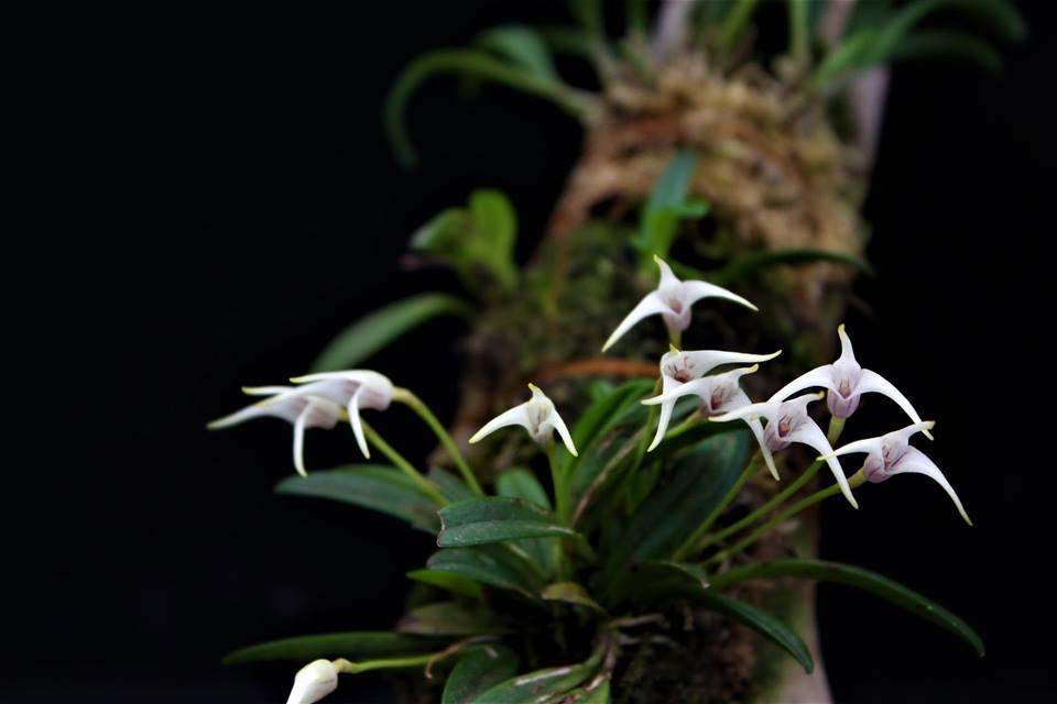 Masdevallia minuta