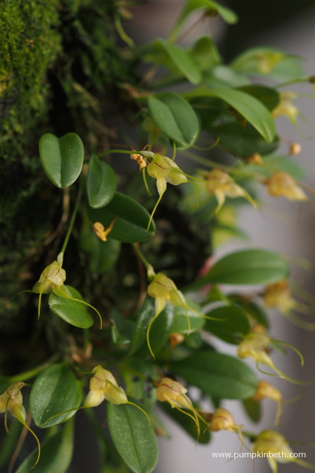 Masdevallia nidifica