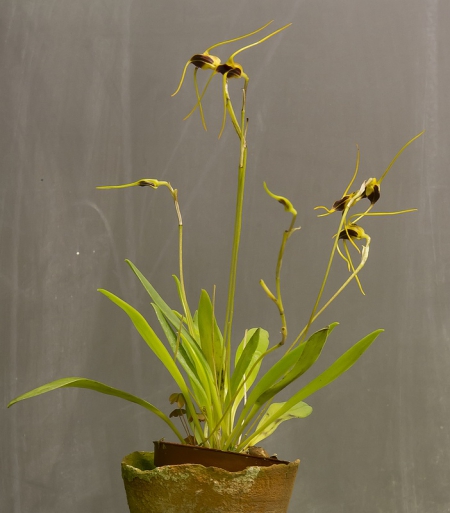 Masdevallia oreas