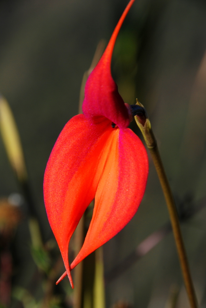 Veitch's Masdevallia