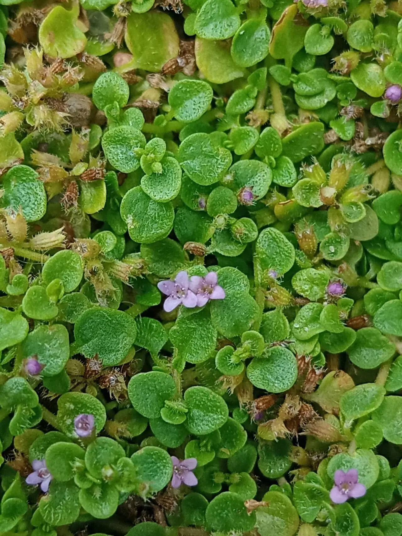 Corsican Mint