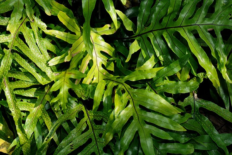 Kangaroo Paw Fern