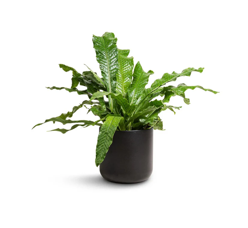 Crocodile Fern
