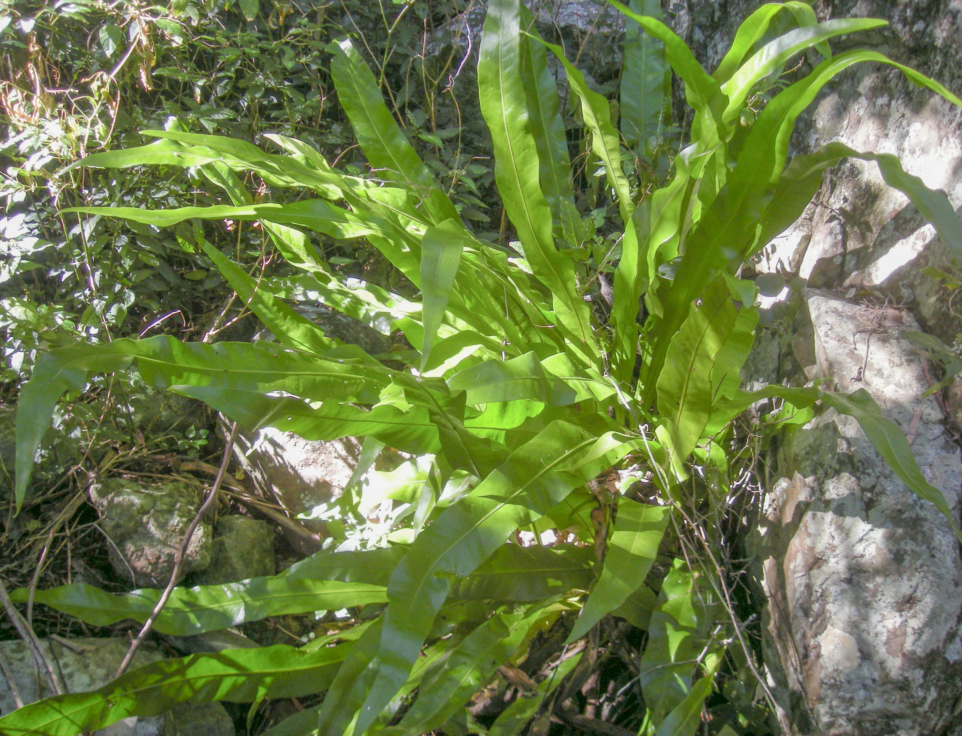 Java Fern