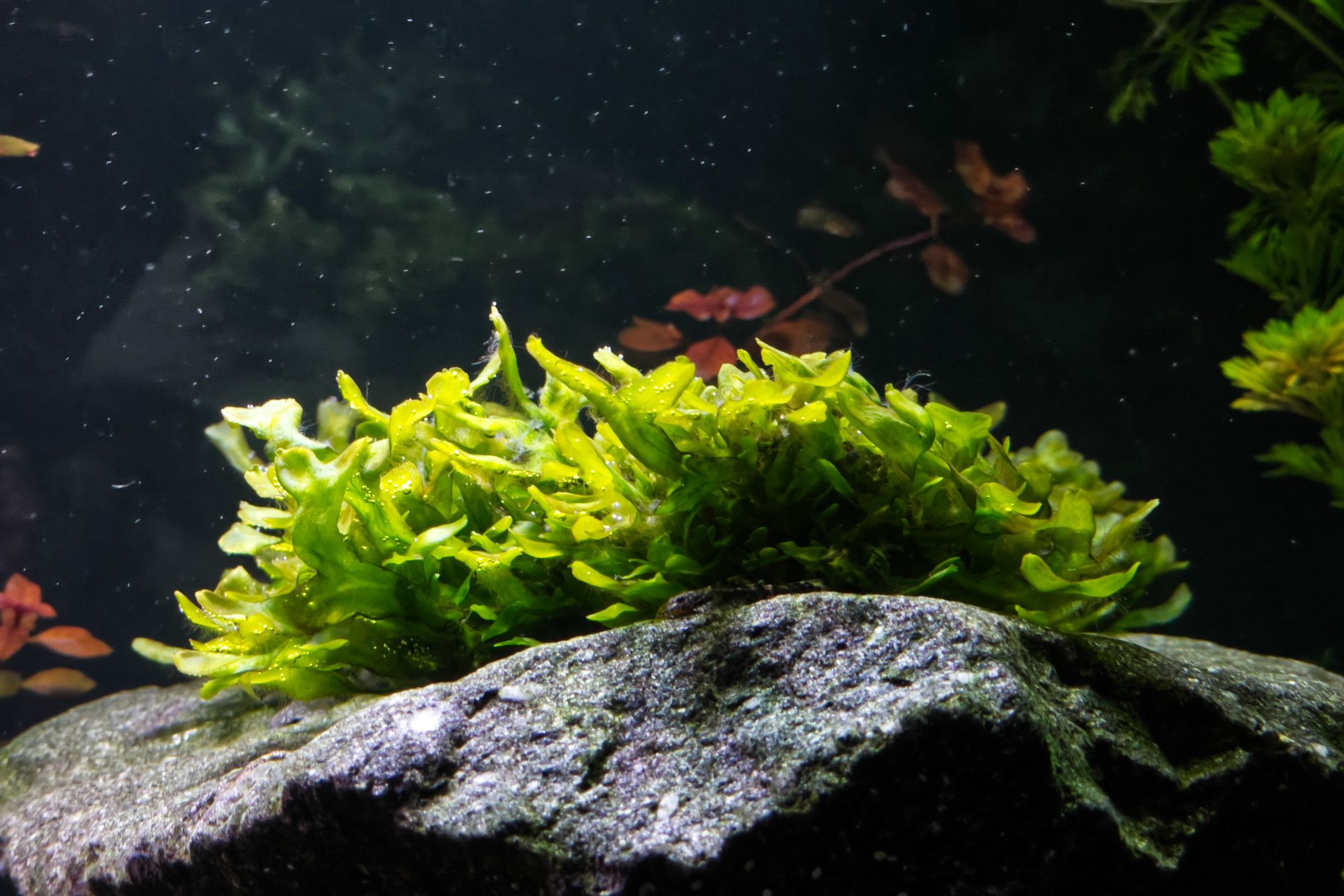 Pellia