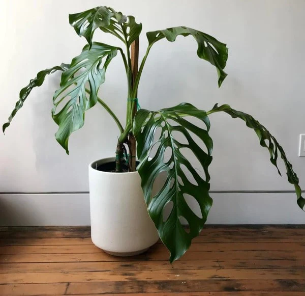 Monstera acacoyaguensis
