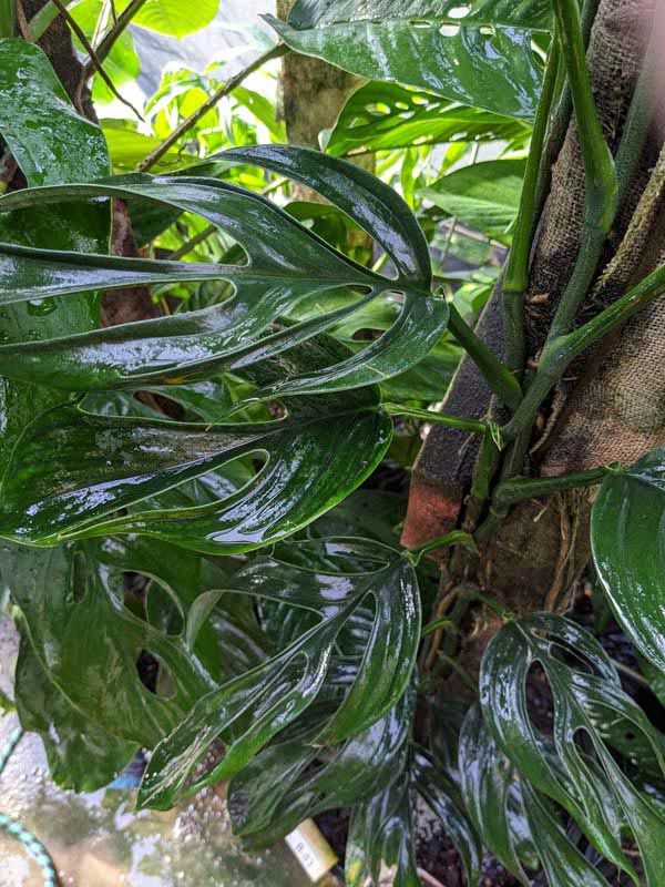 Monstera aureopinnata
