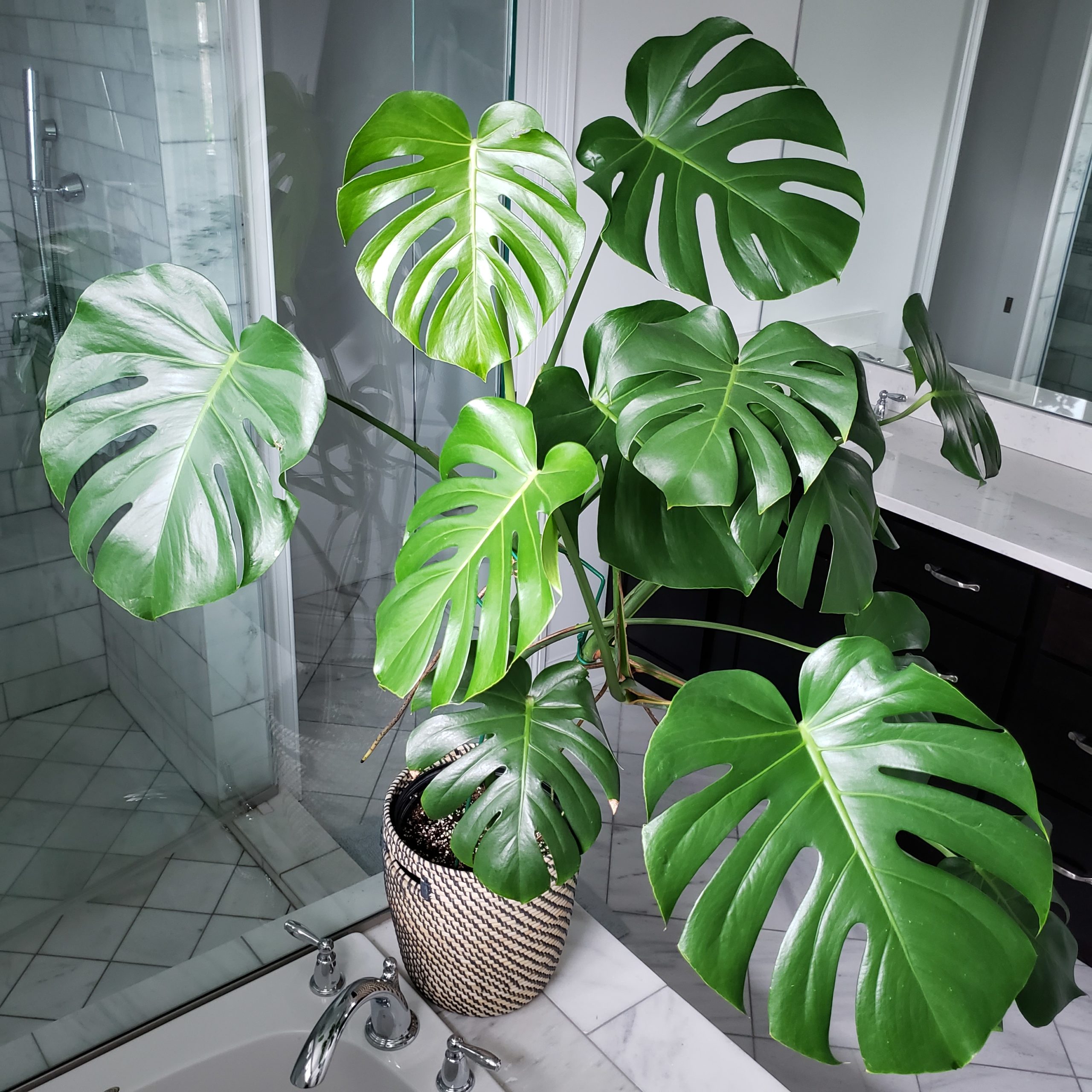 Swiss Cheese Plant