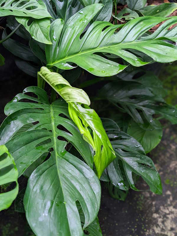 Monstera dissecta