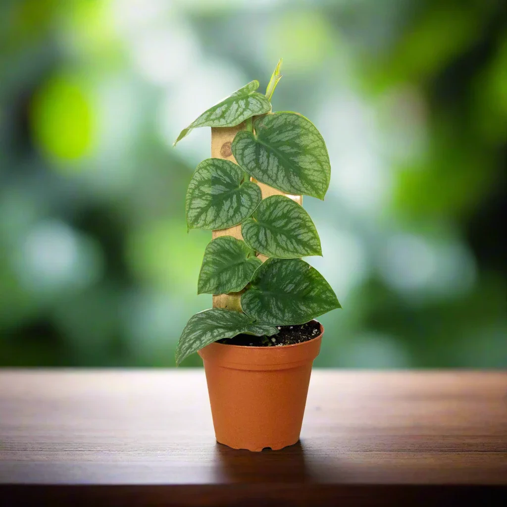Monstera dubia