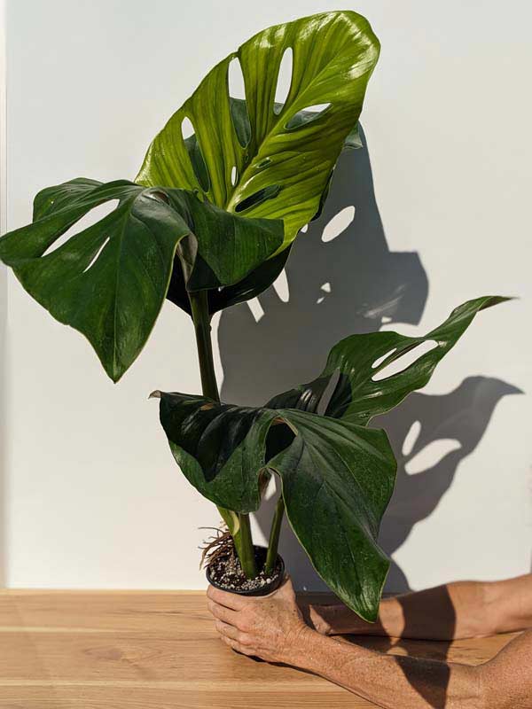 Monstera egregia