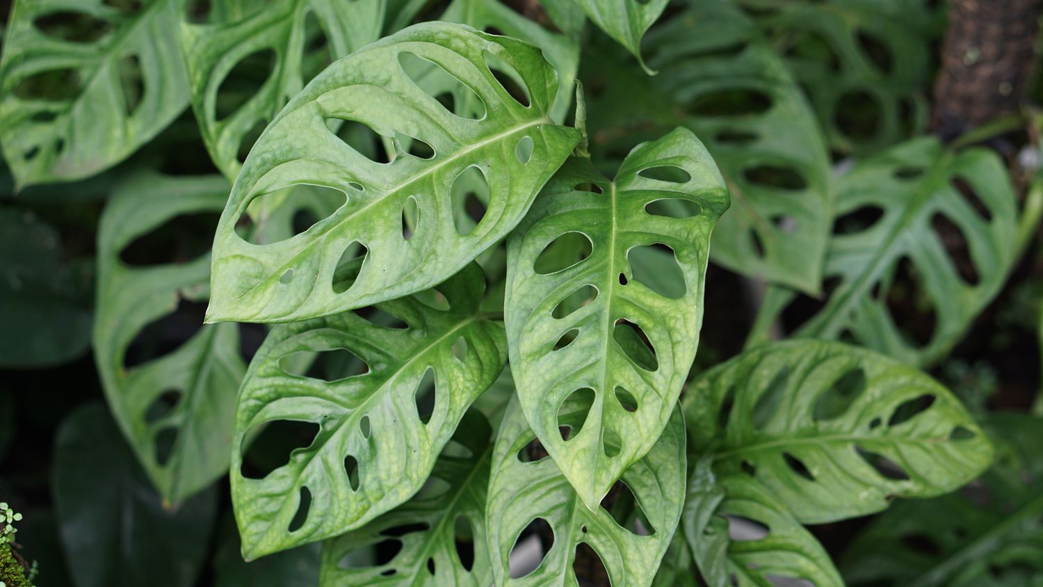 Monstera lechleriana