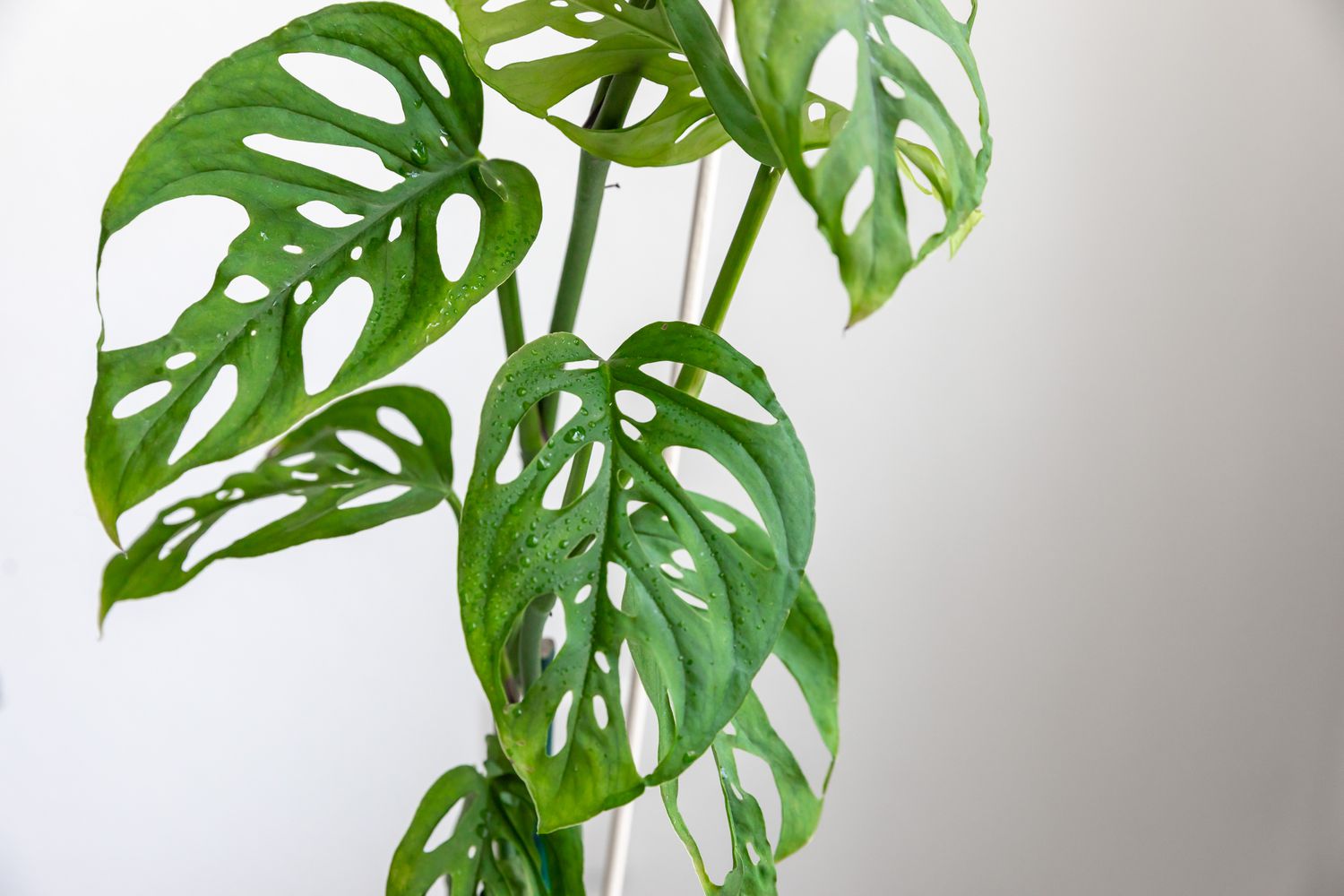 Monstera obliqua