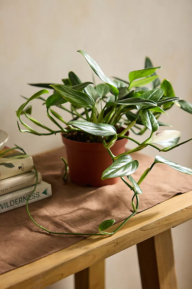 Monstera standleyana