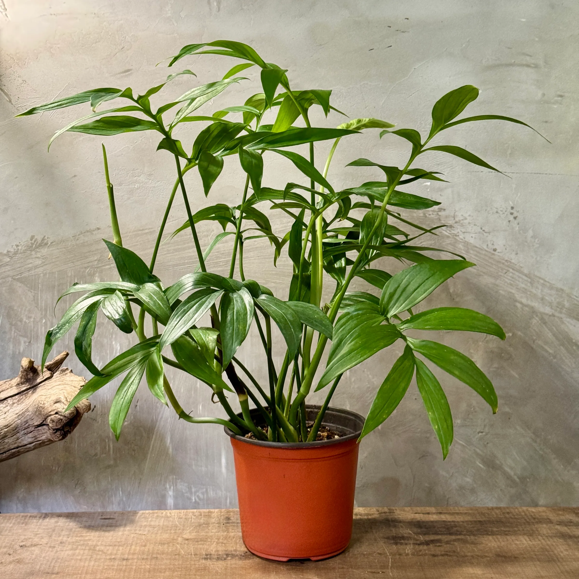 Monstera subpinnata