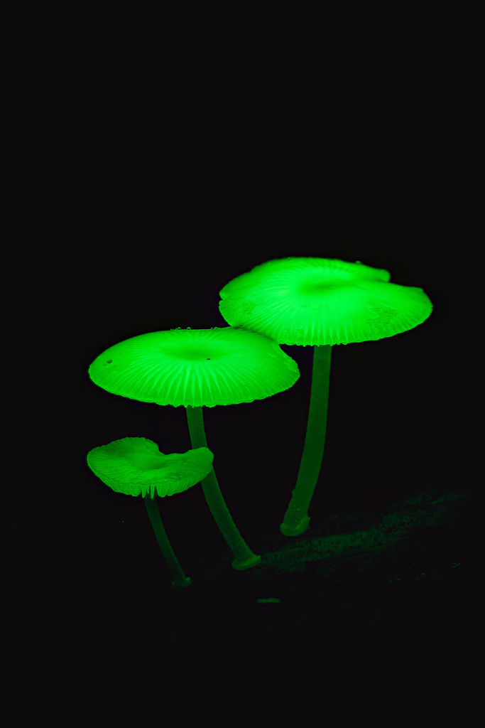 Green Glow Mycena