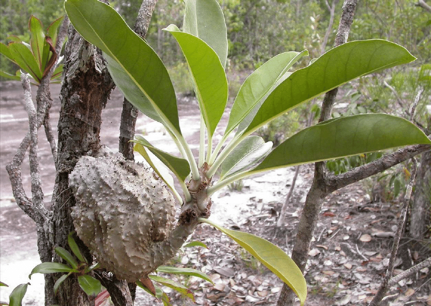 Ant Plant