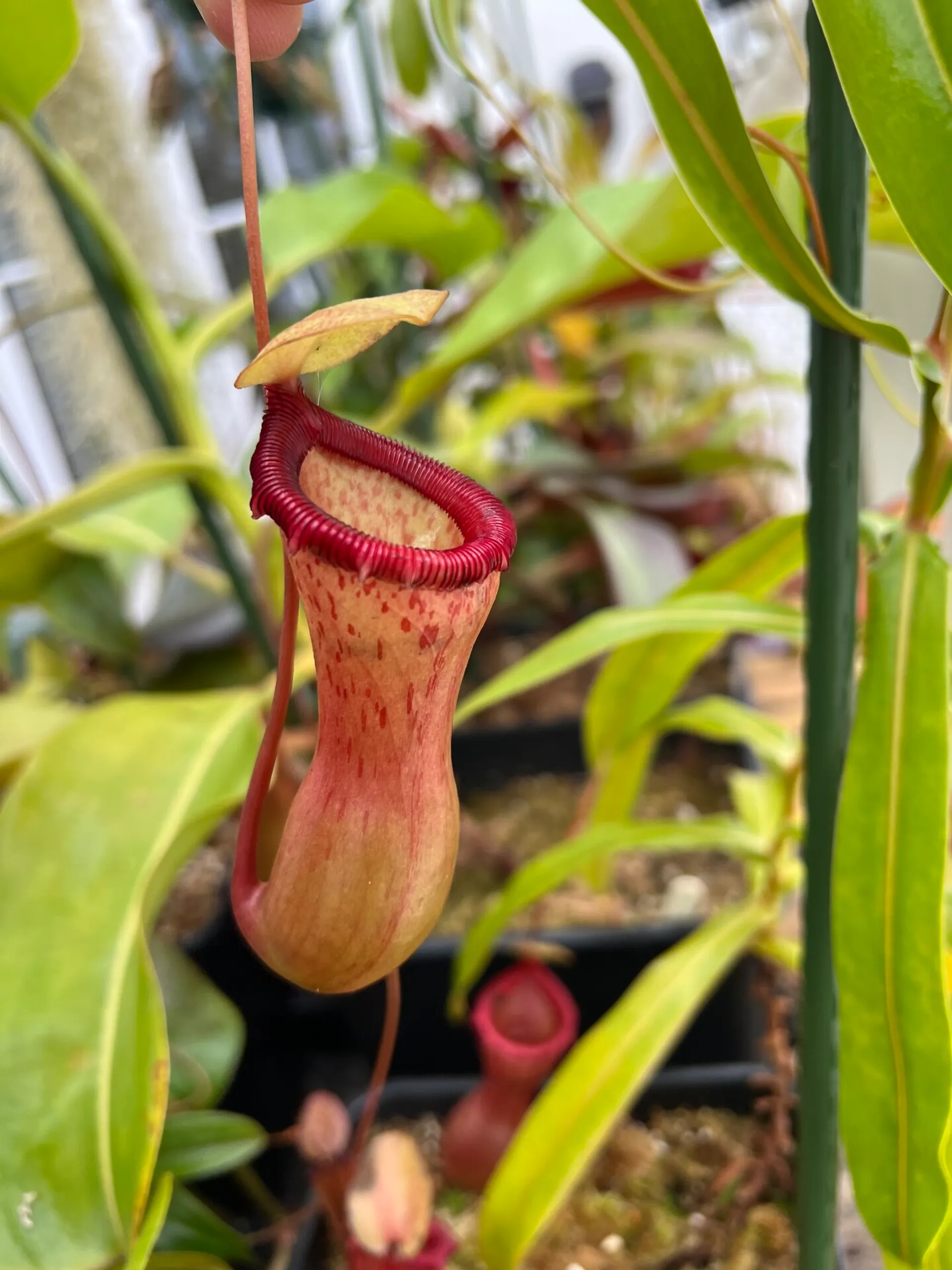 Tropical Pitcher Plant