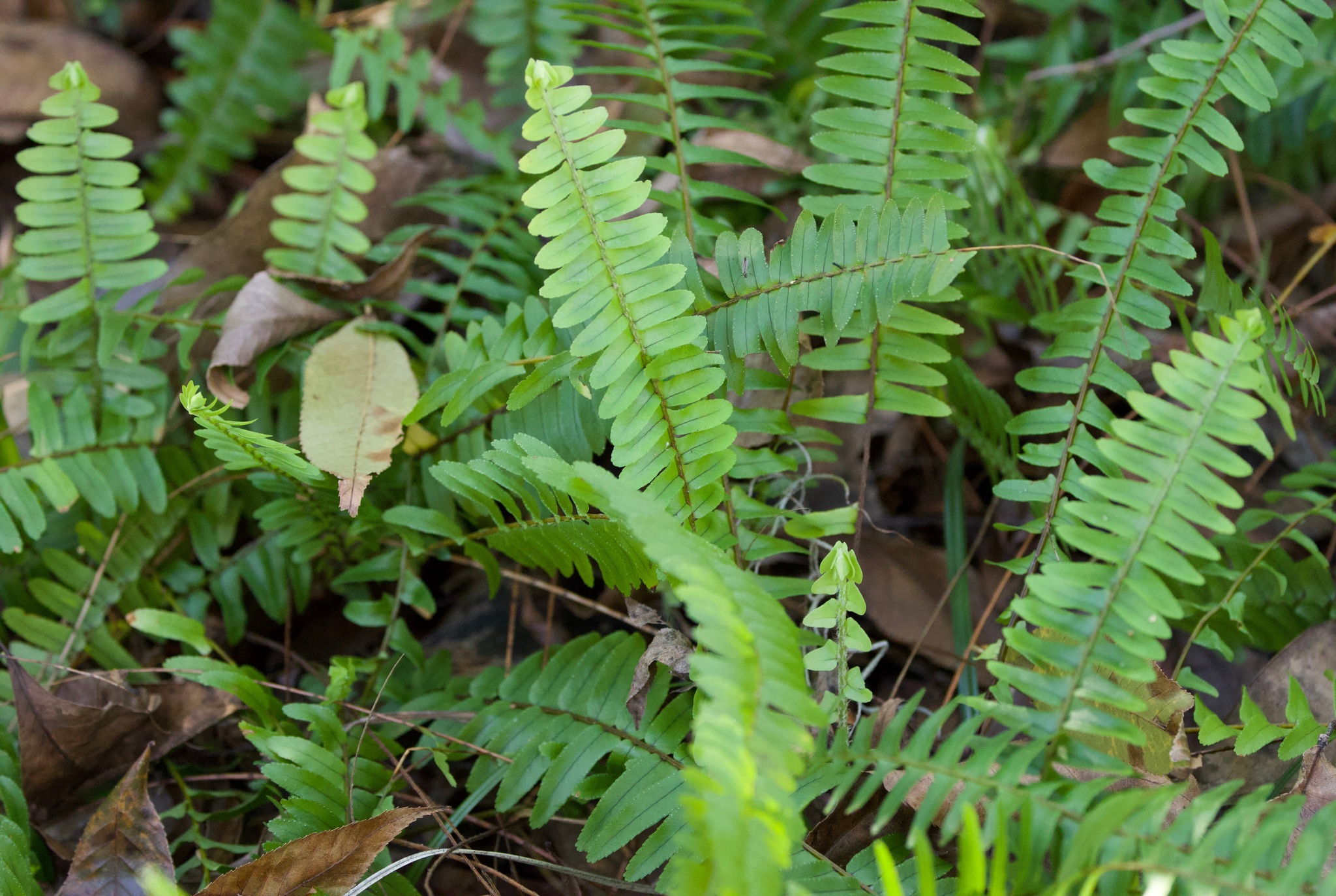 Lemon Button Fern