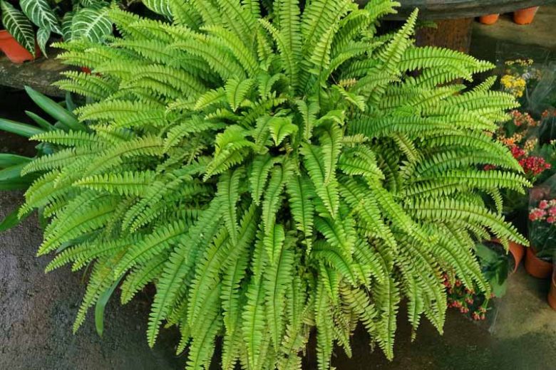 Variegated Boston Fern