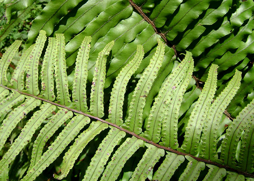Boston Fern