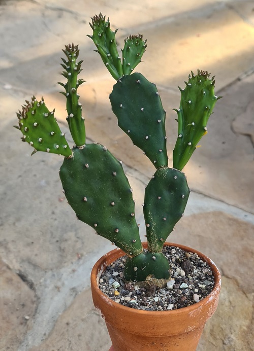 Opuntia 'Jamaican Ghost'