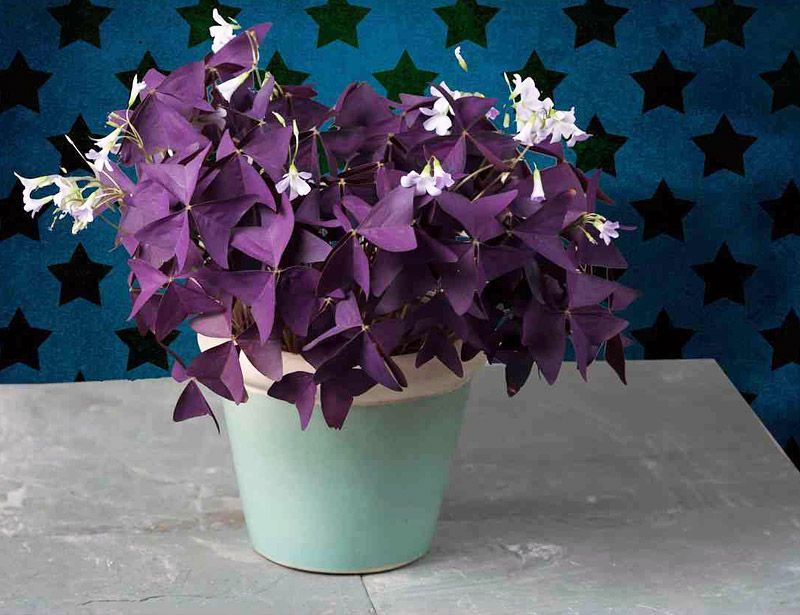 Purple Shamrock