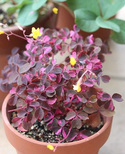 Volcanic Sorrel