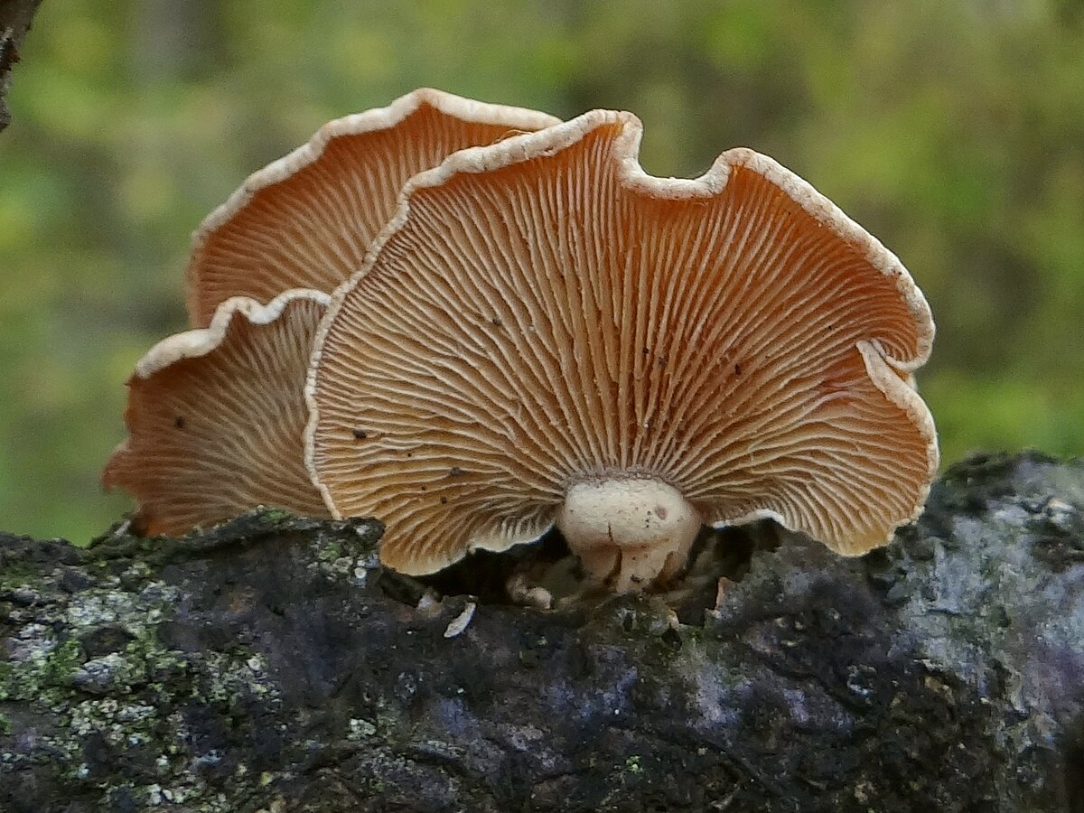 Bitter Oyster