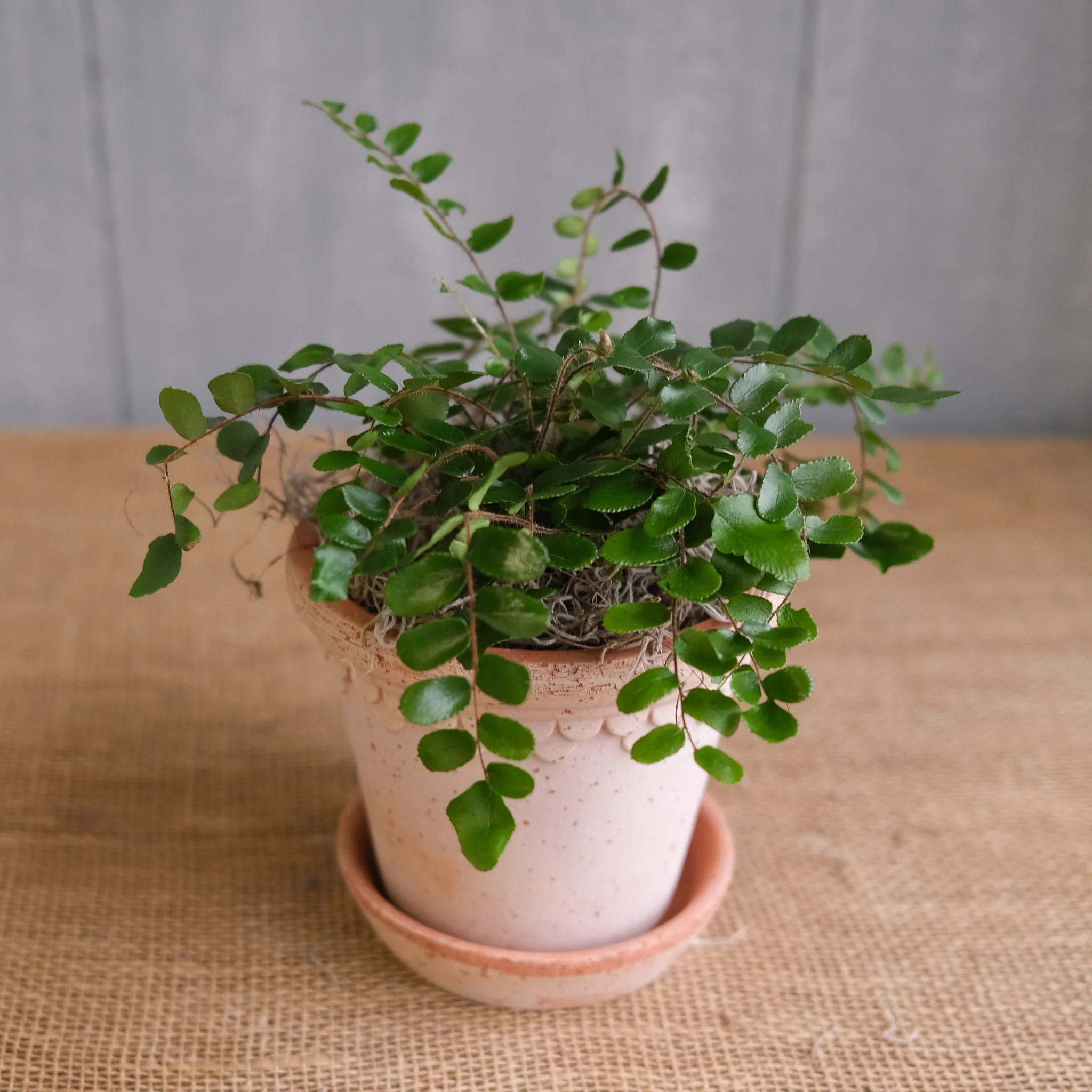Button Fern