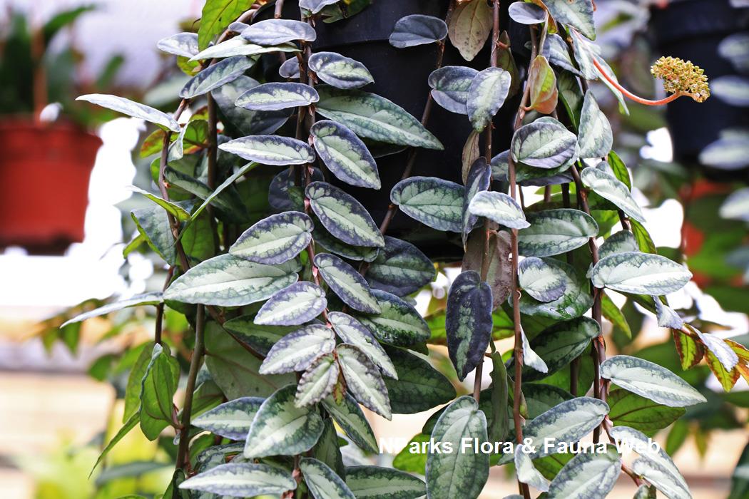 Trailing Watermelon Begonia