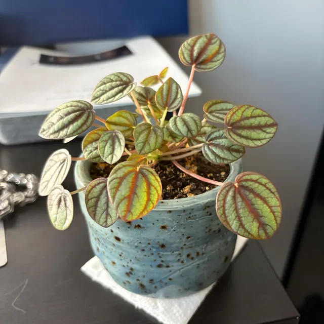 Piccolo Banda Peperomia