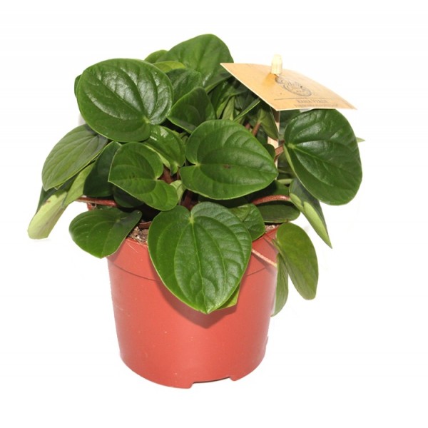 Peacock Peperomia