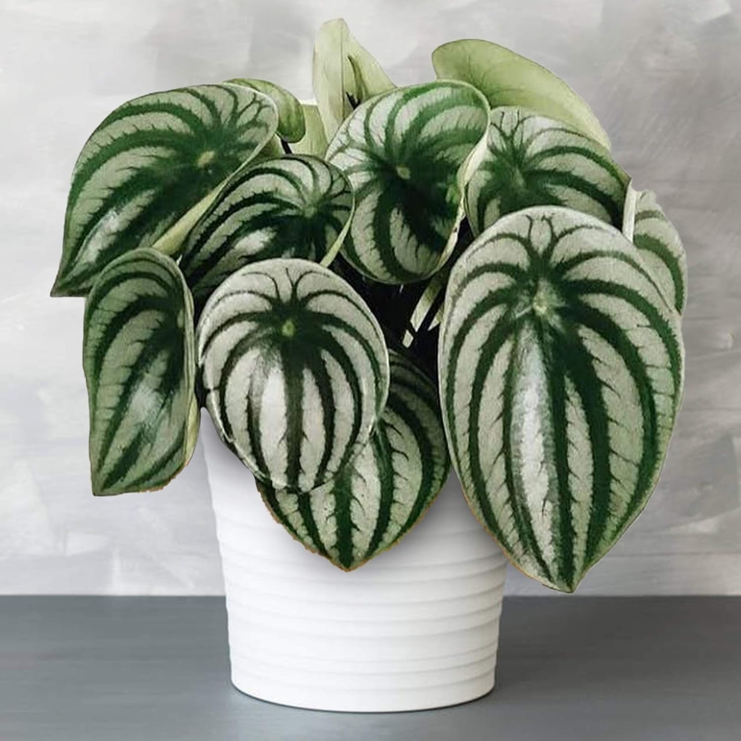 Watermelon Peperomia