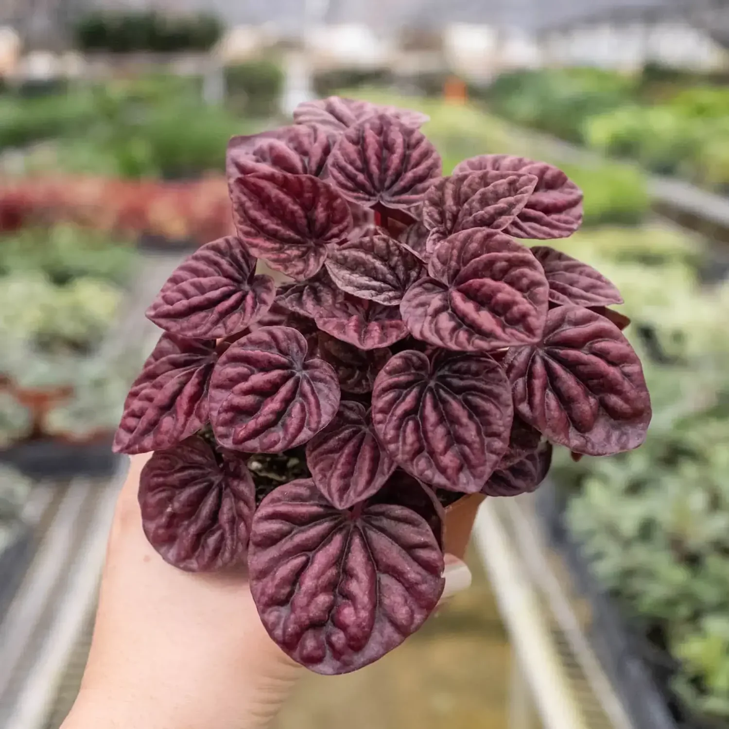 Peperomia caperata 'Ripple Red'
